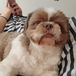 Meet your Posher, Autumn